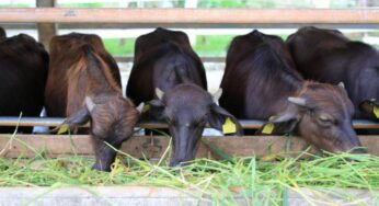 9 Healthy Feeding Practices for Dairy Calves and Weaners
