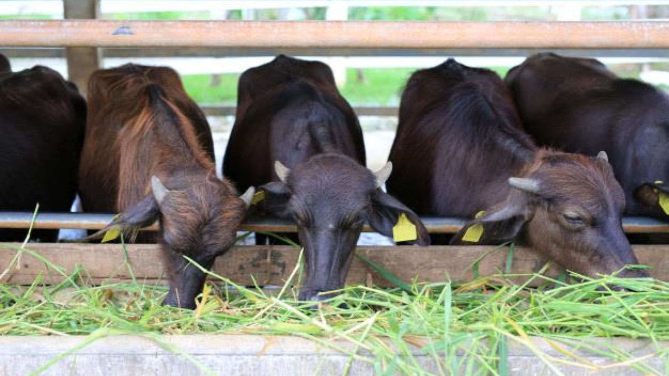 9 Healthy Feeding Practices for Dairy Calves and Weaners