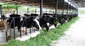 The In And Out Of Precision Dairy Farming