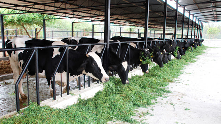 The In And Out Of Precision Dairy Farming