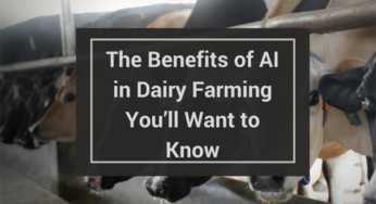 The Benefits of AI (Artificial Insemination) in Dairy Farming You’ll Want to Know