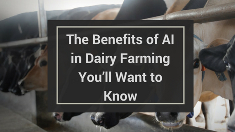 The Benefits of AI (Artificial Insemination) in Dairy Farming You’ll Want to Know