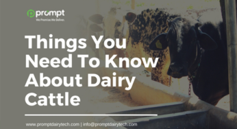 Things You Need To Know About Dairy Cattle