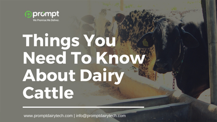 Things You Need To Know About Dairy Cattle