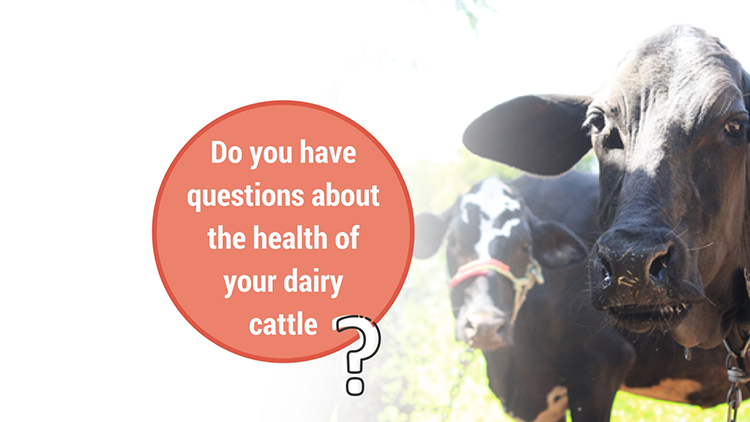 Frequently Asked Questions: Reproductive Health Management of Dairy Cattle