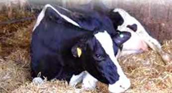 How to Treat and Control Milk Fever in Dairy Cattle