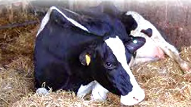 How to Treat and Control Milk Fever in Dairy Cattle