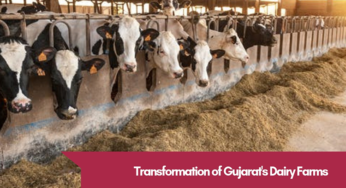 The Truth about Unparalleled Success of Gujarat’s Dairy Farms