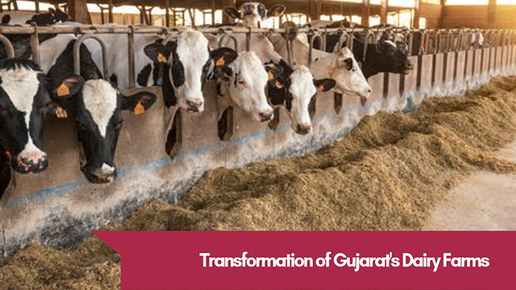 The Truth about Unparalleled Success of Gujarat's Dairy Farms