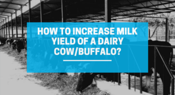 How to Increase Milk Yield of a Dairy Cow and Buffalo?
