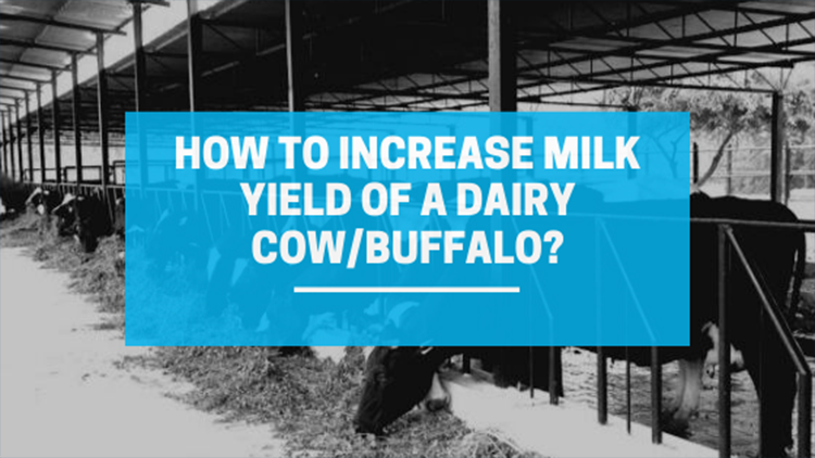How to Increase Milk Yield of a Dairy Cow and Buffalo?