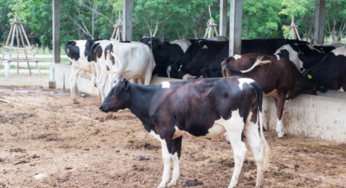 8 best ways to improve early lactation and milk yield