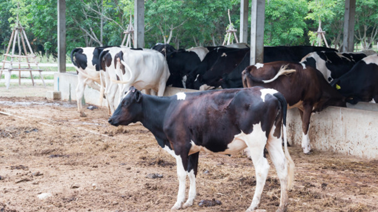 8 best ways to improve early lactation and milk yield