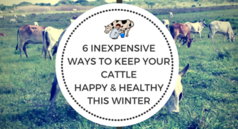 6 Inexpensive Ways to Keep Your Cattle Happy & Healthy This Winter