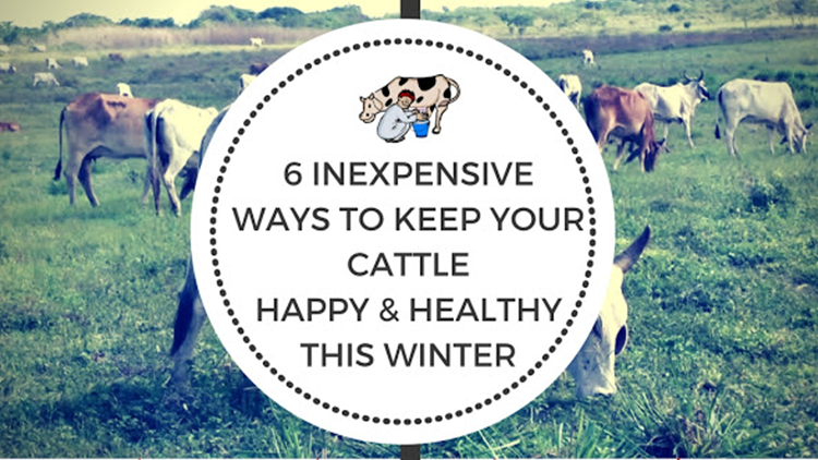 6 Inexpensive Ways to Keep Your Cattle Happy & Healthy This Winter