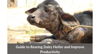 8 Inexpensive Ways of Rearing Heifers at Your Dairy Farm