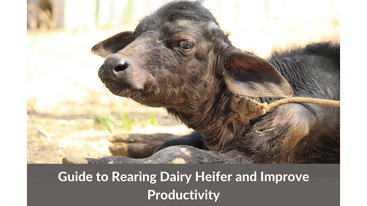 8 Inexpensive Ways of Rearing Heifers at Your Dairy Farm