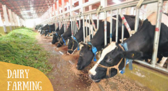 Connected Cows for Innovative and Affordable Farming