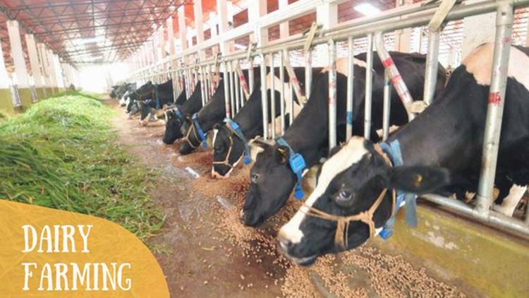 Connected Cows for Innovative and Affordable Farming