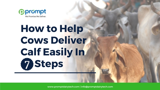 How to Help Cows Deliver Calf Easily In 7 Steps