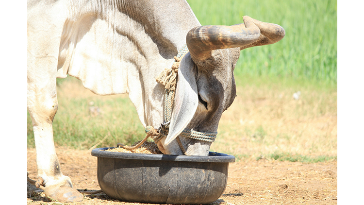 Effective Practices of Ration Balancing For Heifers and Cows