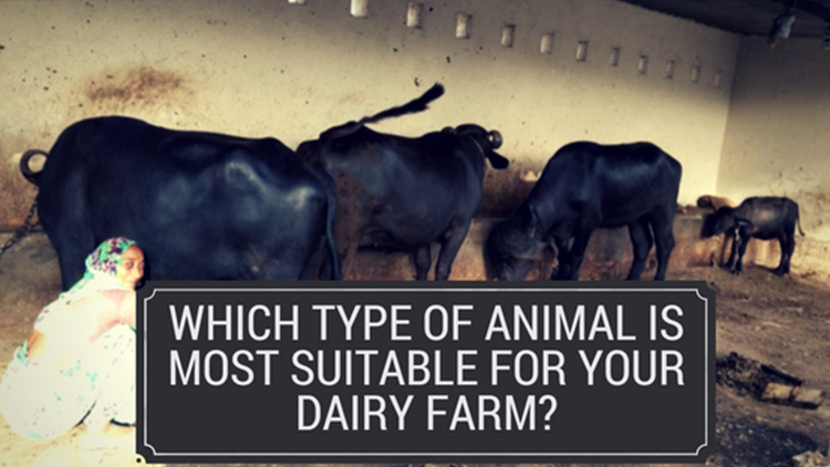 Frequently Asked Questions about Dairy Farming Animals