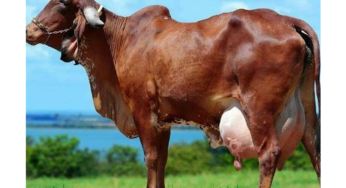 How to Improve Udder Health for a Highly Productive Cattle