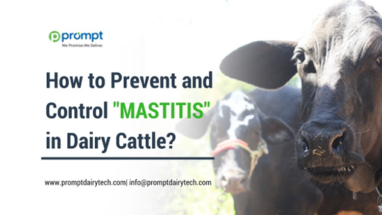 How to Prevent and Control Mastitis in Dairy Cattle?