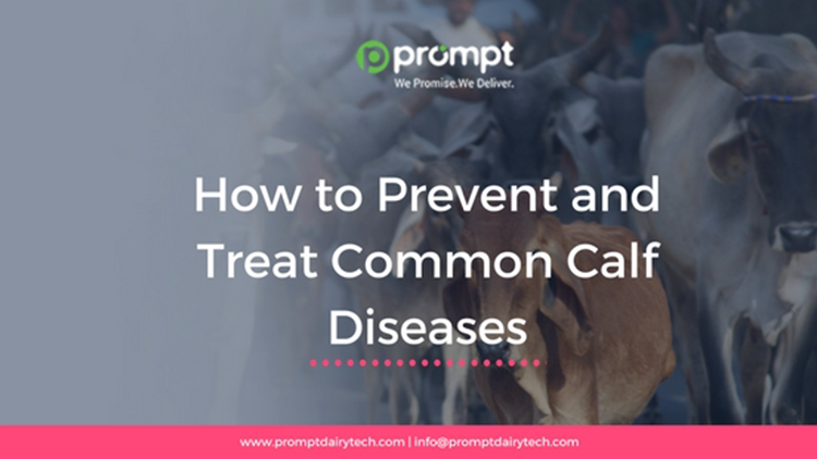 How to Prevent and Treat Common Calf Diseases