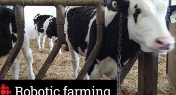 How Robotic Systems Are Helping Cows Milk Themselves