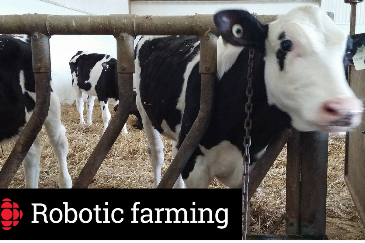 How Robotic Systems Are Helping Cows Milk Themselves