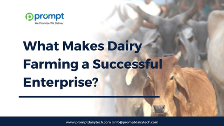What Makes Dairy Farming a Successful Enterprise?