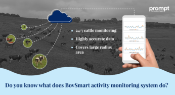 Two Strong Reasons to Adopt Cow Monitoring System