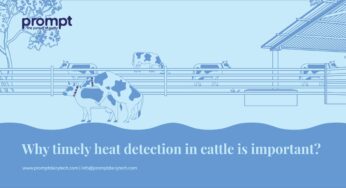 Why timely heat detection and insemination in cattle is important to improve profits