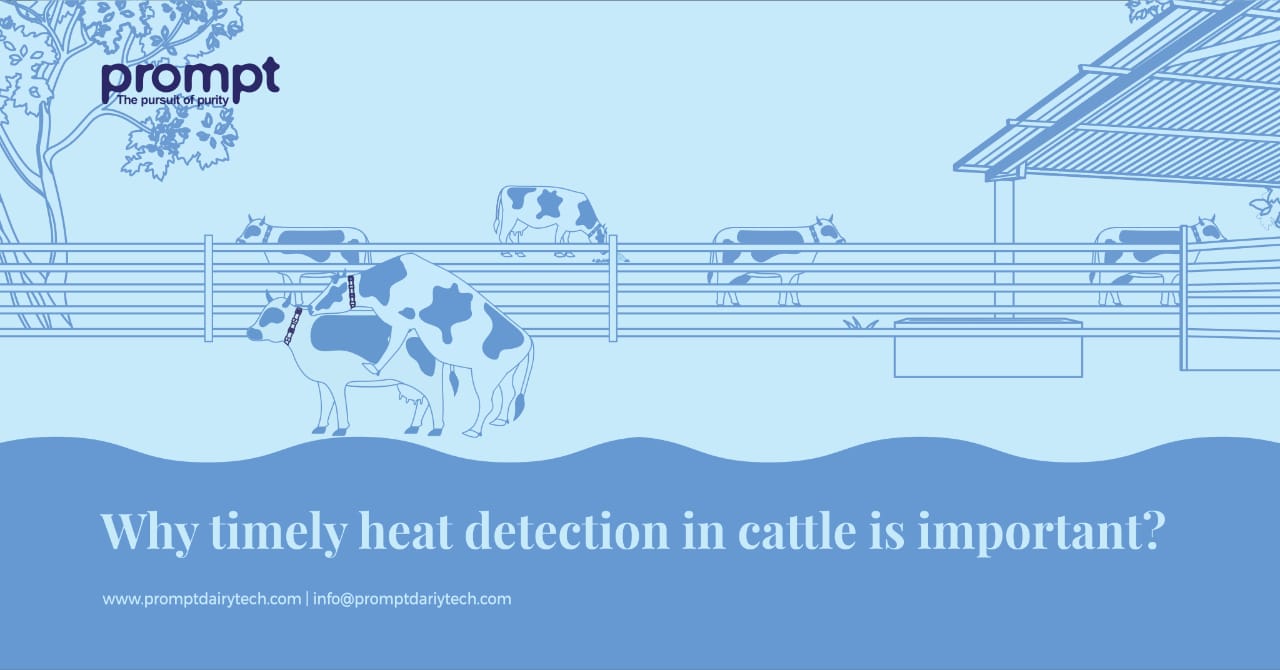 Why timely heat detection and insemination in cattle is important to improve profits
