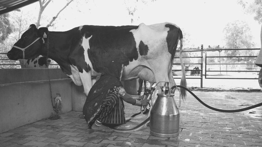 milking machine 