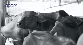 Role of milking machines in modern dairy farming