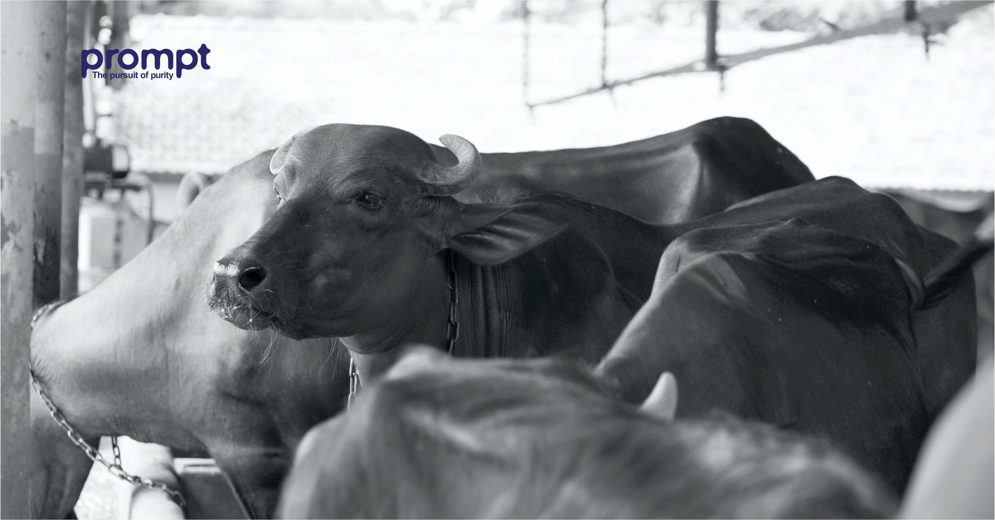 Role of milking machines in modern dairy farming