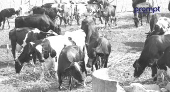 Farm 365- A Move Towards Precision Dairy Farming