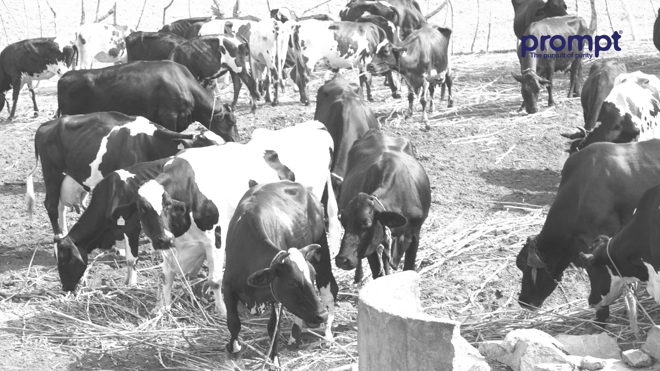 Farm 365- A Move Towards Precision Dairy Farming