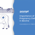 Importance of Early Pregnancy Detection in Bovine