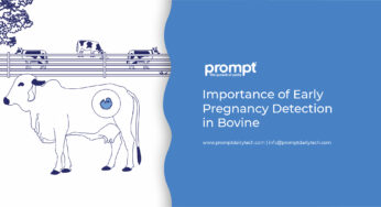 Importance of Early Pregnancy Detection in Bovine
