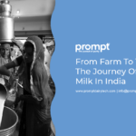 From Farm To Table: The Journey of Milk in India