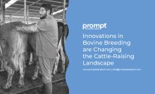Blog on Innovations in bovine-breeding by Prompt Dairy Tech