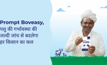 Prompt boveasy pregnancy detection kit for cow and buffalo