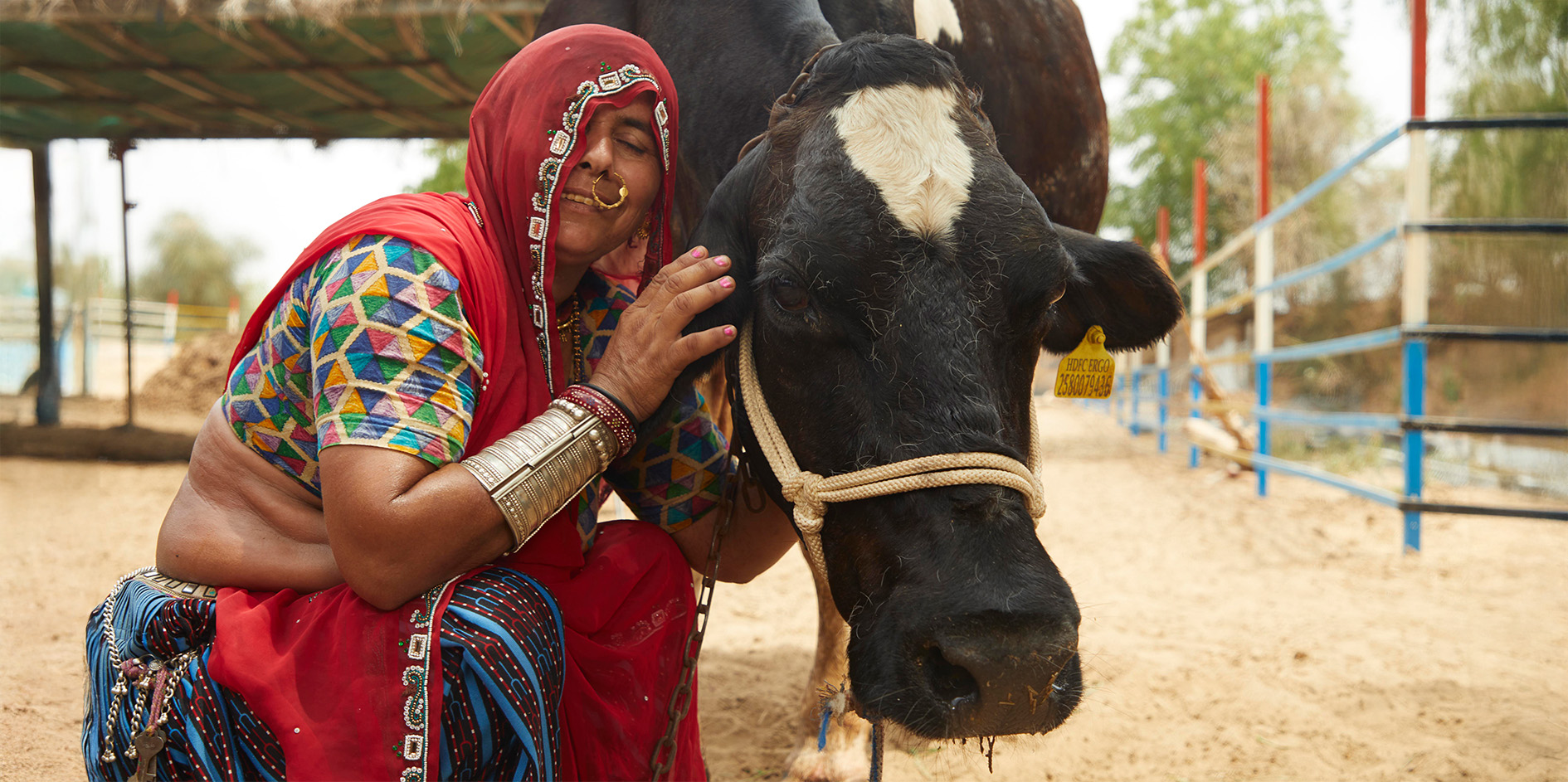 Prompt boveasy pregnancy detection kit for cow and buffalo
