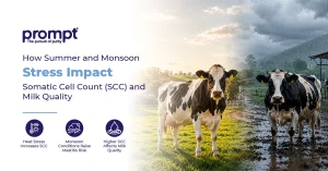 How Summer and Monsoon Stress Impact Somatic Cell Count (SCC) and Milk Quality