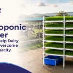 How Hydroponic Fodder Systems Help Dairy Farmers Overcome Fodder Scarcity How Hydroponic Fodder Systems Help Dairy Farmers Overcome Fodder Scarcity