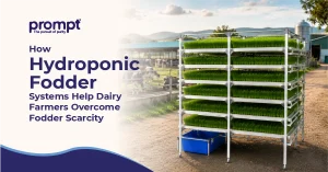 How Hydroponic Fodder Systems Help Dairy Farmers Overcome Fodder Scarcity