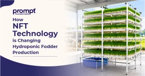 How NFT Technology is Changing Hydroponic Fodder Production